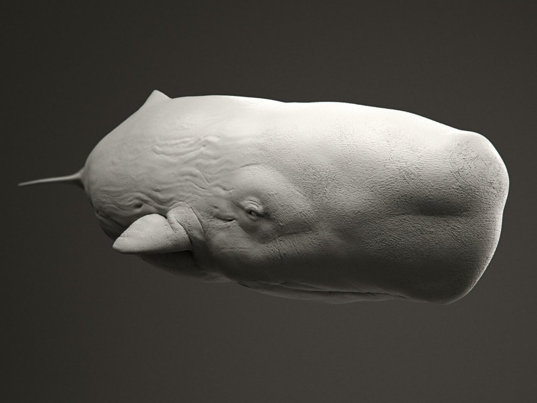 sperm_whale_by_kimsuyeong81-d5sjs83